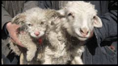 Προβατίνα Στην Κίνα Γέννησε Κουταβάκι